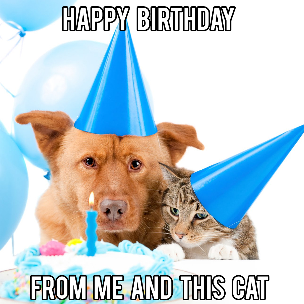 happy birthday cat dog meme