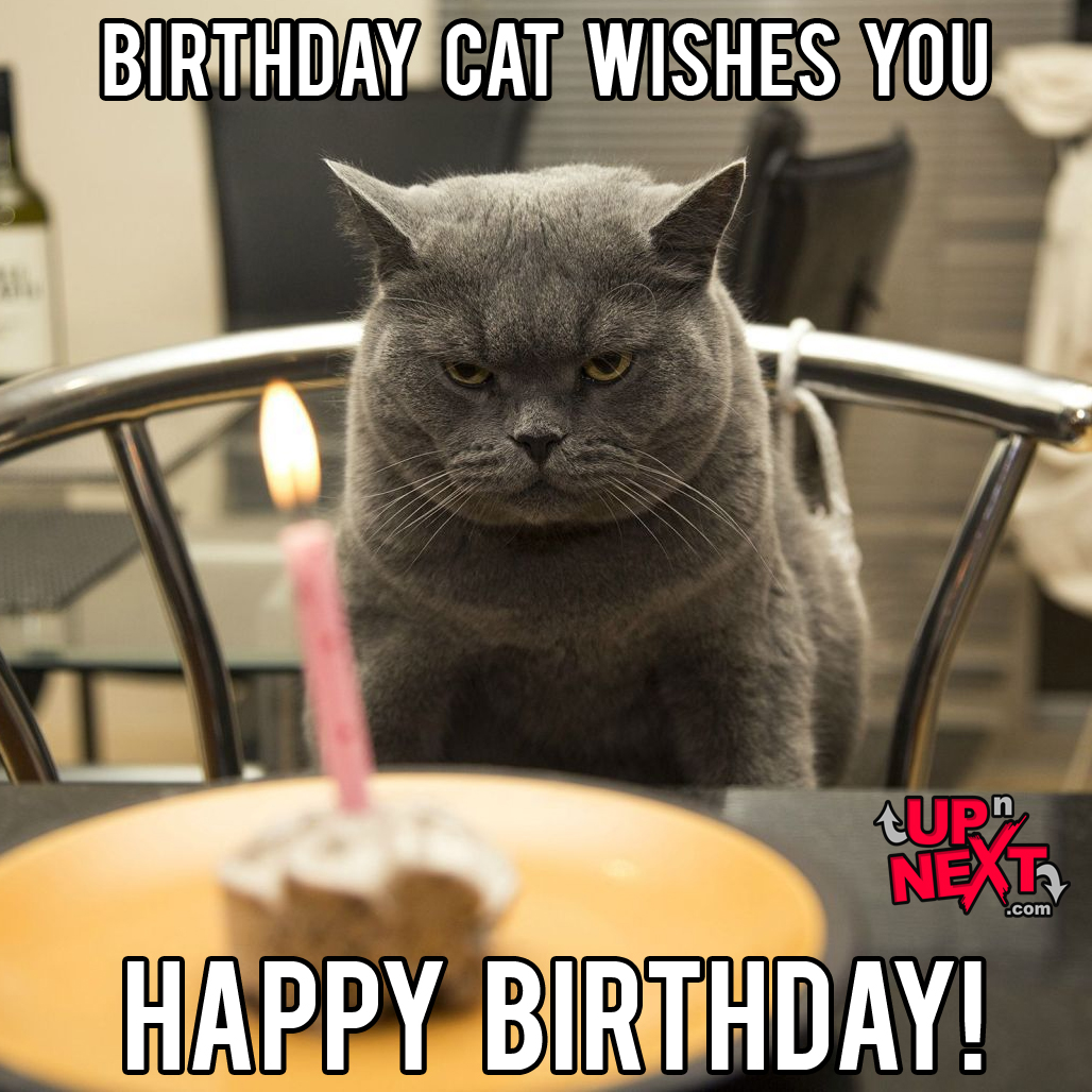 Happy Birthday Meme Cat