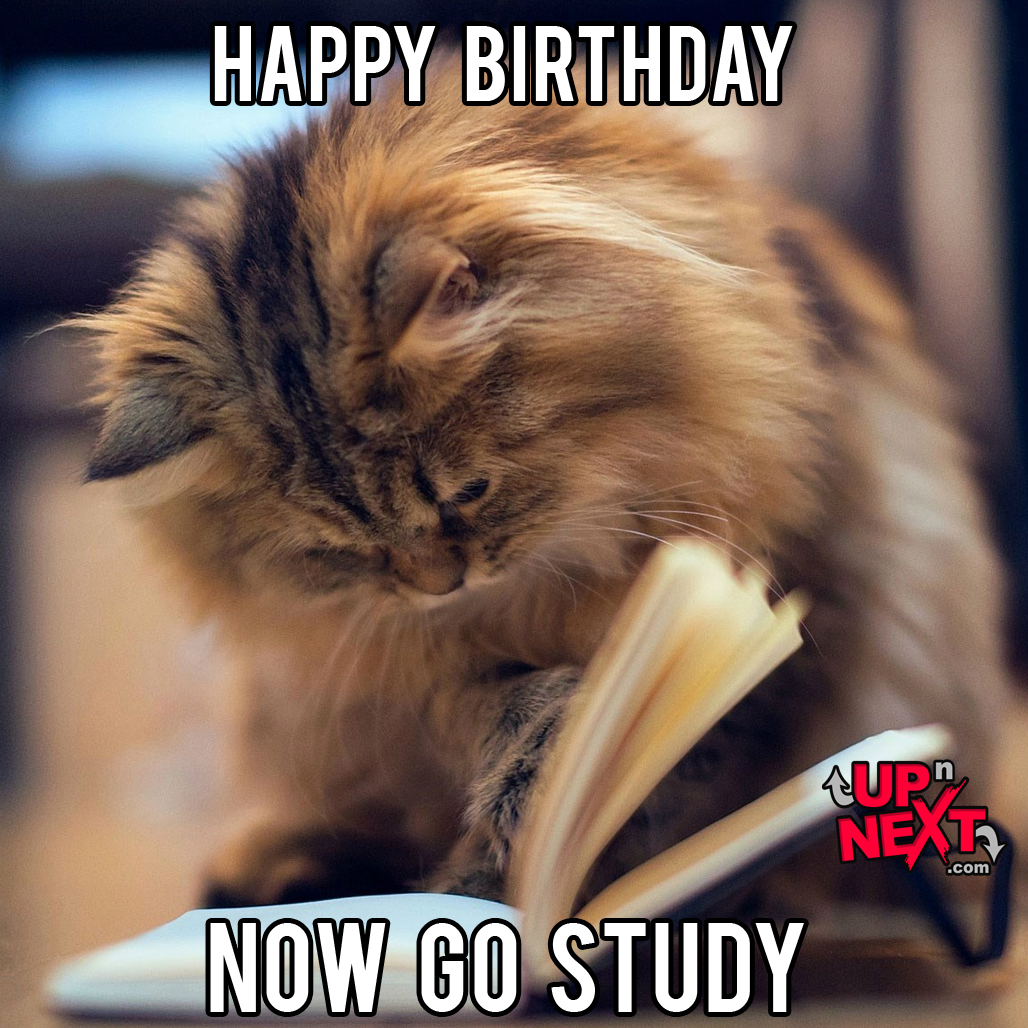 happy birthday meme cat