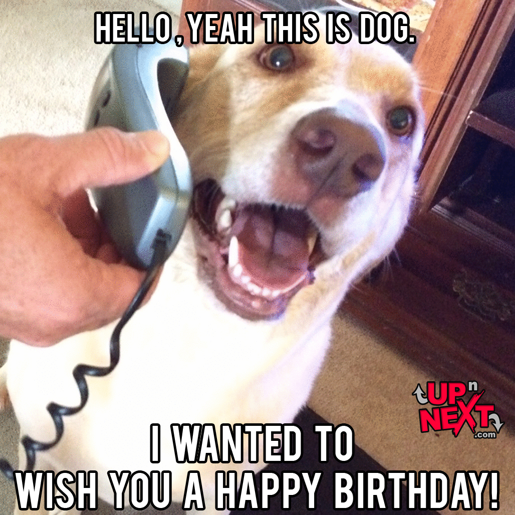 happy birthday funny dog meme