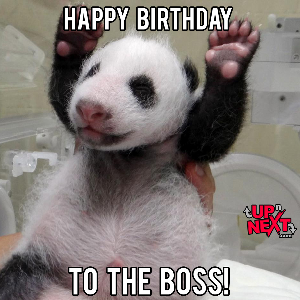 happy birthday boss lady meme