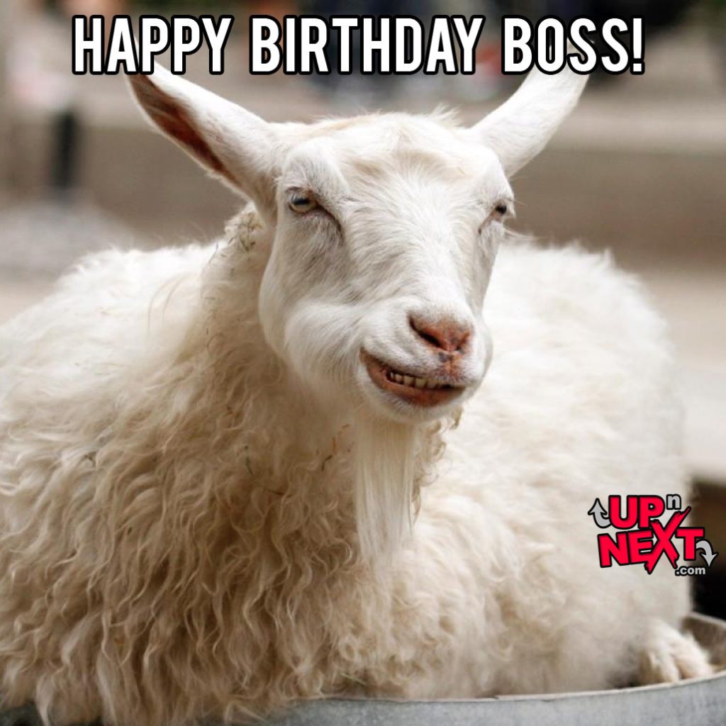 happy birthday boss funny meme